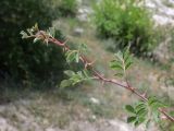 род Rosa