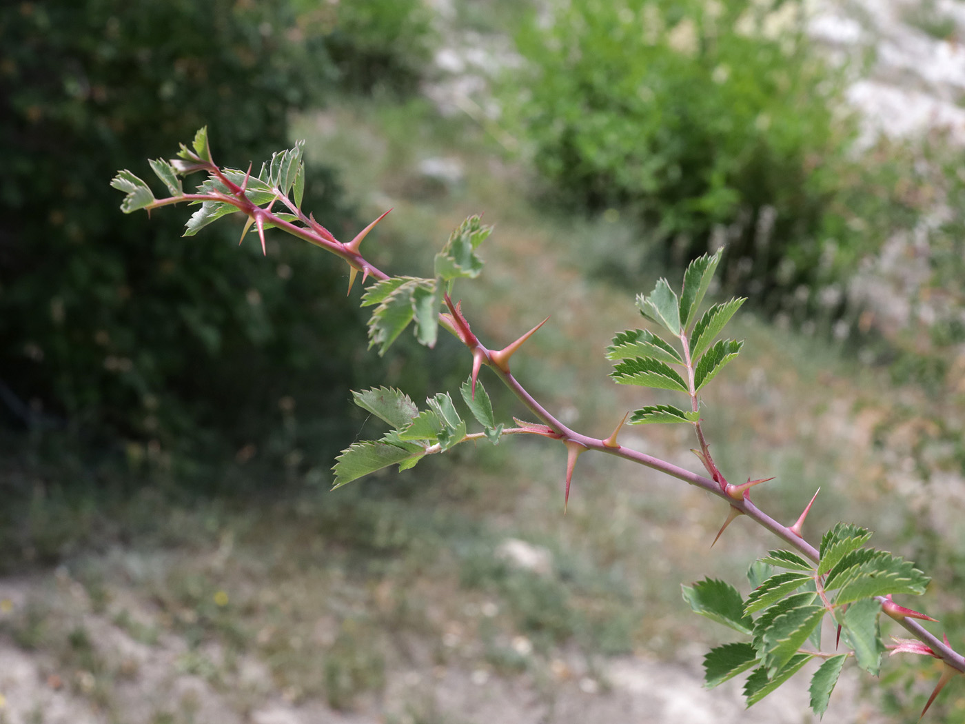 Изображение особи род Rosa.