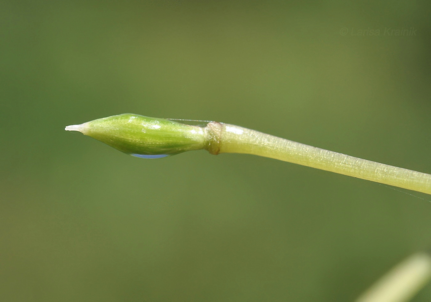 Image of Impatiens furcillata specimen.