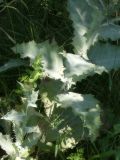 Onopordum acanthium