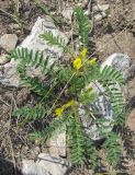 Astragalus wolgensis