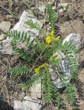 Astragalus wolgensis. Цветущее растение. Татарстан, Бавлинский р-н. 15.05.2011.