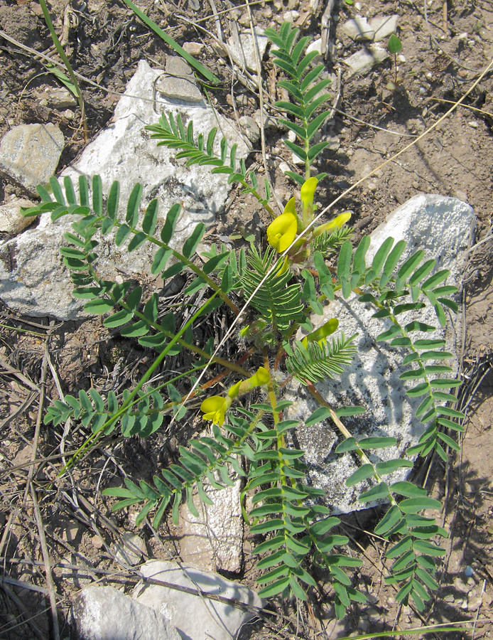 Изображение особи Astragalus wolgensis.