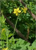 Chelidonium majus. Верхушка цветущего растения. Чувашия, г. Шумерля. 23 мая 2011 г.