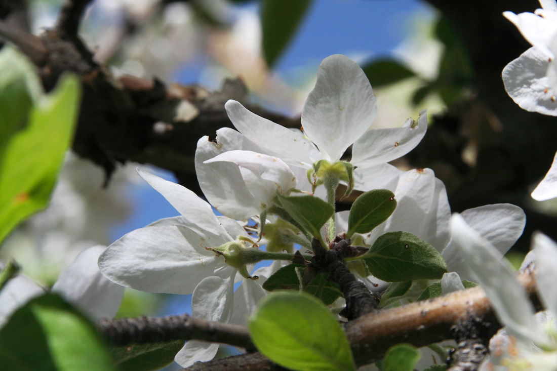 Image of Malus sieversii specimen.