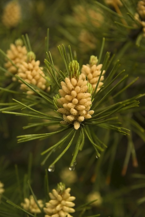 Image of Pinus densiflora specimen.