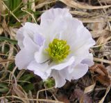 Trollius lilacinus. Цветок. Алтай, окр. с. Акташ. 02.07.2006.