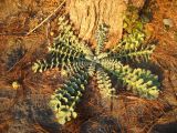 Glaucium flavum