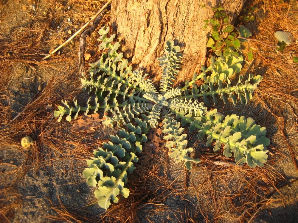 Изображение особи Glaucium flavum.