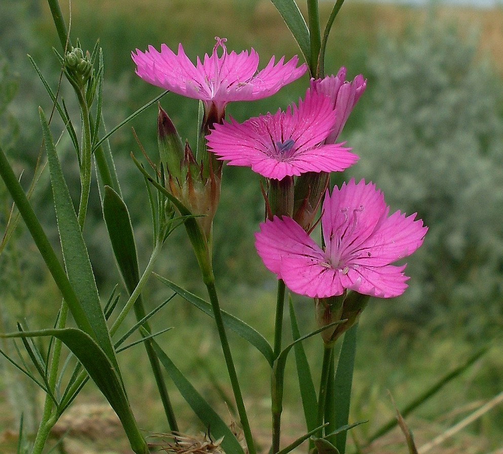 Image of Dianthus capitellatus specimen.