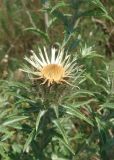 Carlina biebersteinii