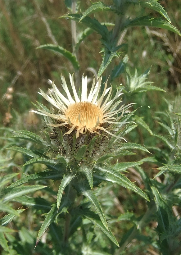 Изображение особи Carlina biebersteinii.