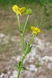 Ranunculus sardous. Верхняя часть цветущего и плодоносящего растения. Крым, предгорья, окр. с. Терновка. 5 августа 2011 г.