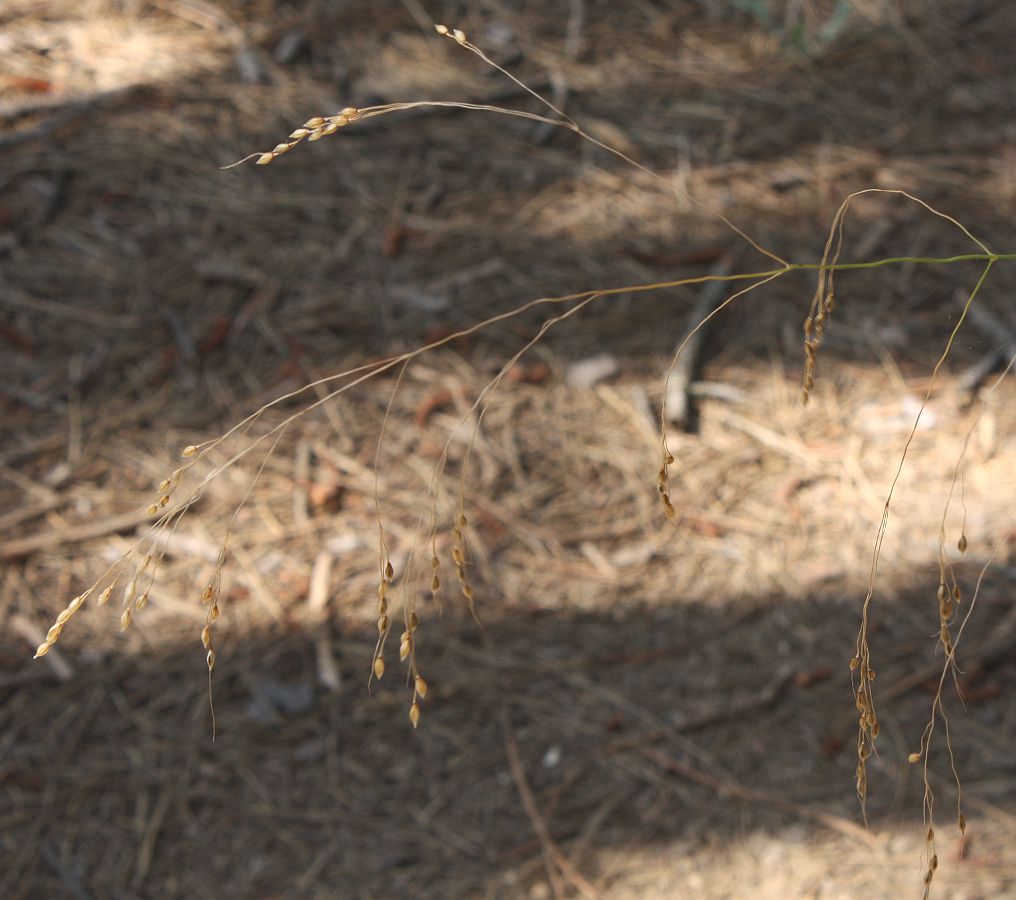 Image of Achnatherum virescens specimen.