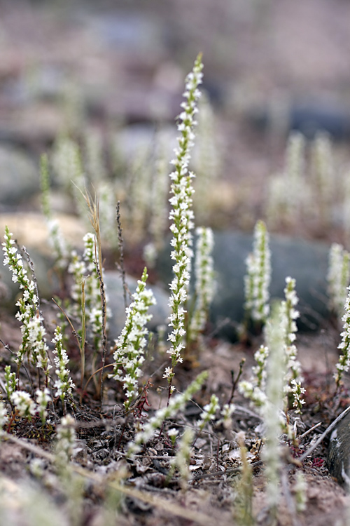 Изображение особи Psylliostachys leptostachya.