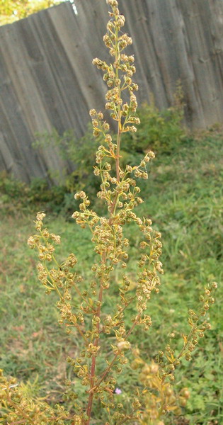 Изображение особи Artemisia annua.