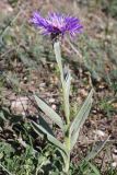 Centaurea czerkessica