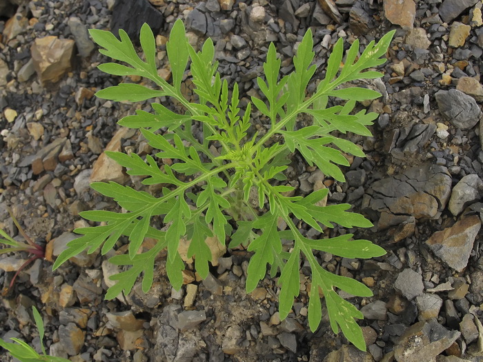 Image of Ambrosia artemisiifolia specimen.