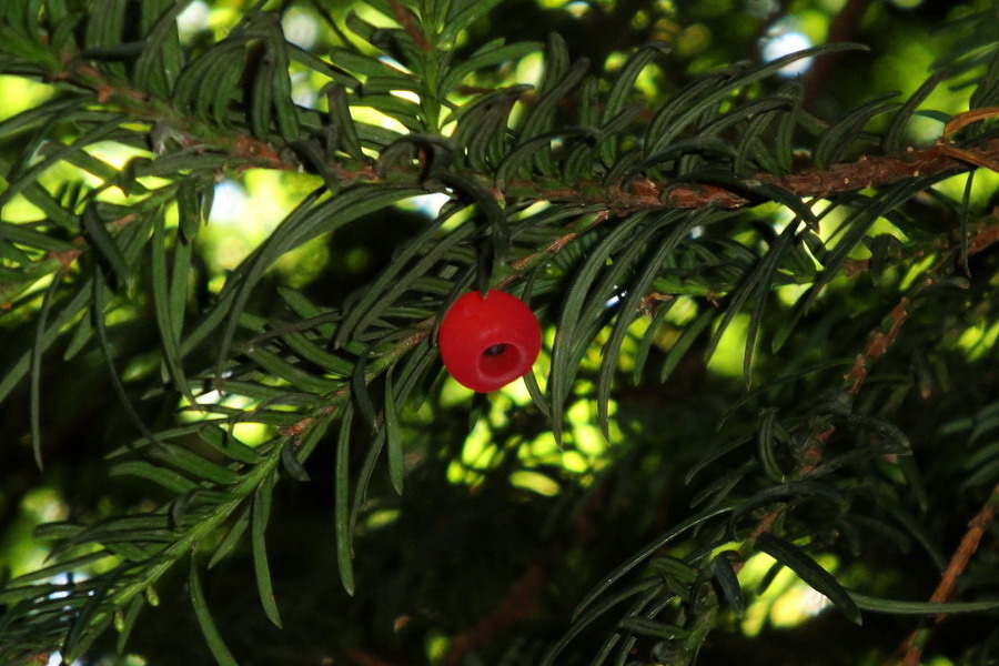 Изображение особи Taxus baccata.