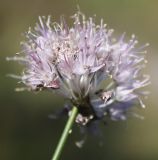 Allium clathratum. Соцветие. Алтайский край, Солонешенский р-н, закустаренный остепнённо-луговой горный склон к долине р. Ануй. 28.08.2009.