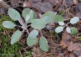 Veronica incana