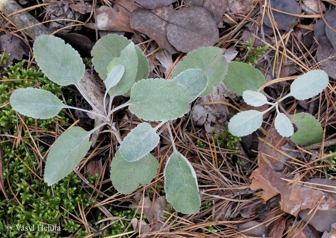 Image of Veronica incana specimen.