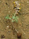 Corydalis ainae