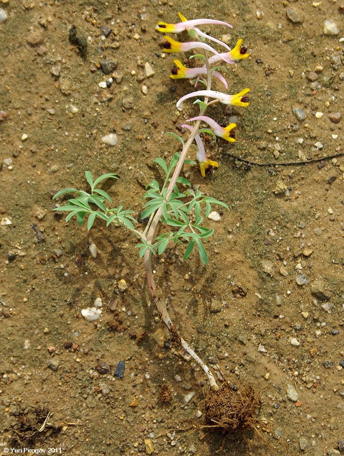 Image of Corydalis ainae specimen.