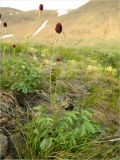 Sanguisorba officinalis. Цветущее растение. Полярный Урал, верховье Хойлы. 25.07.2011.