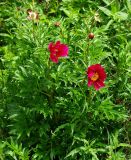 Paeonia intermedia