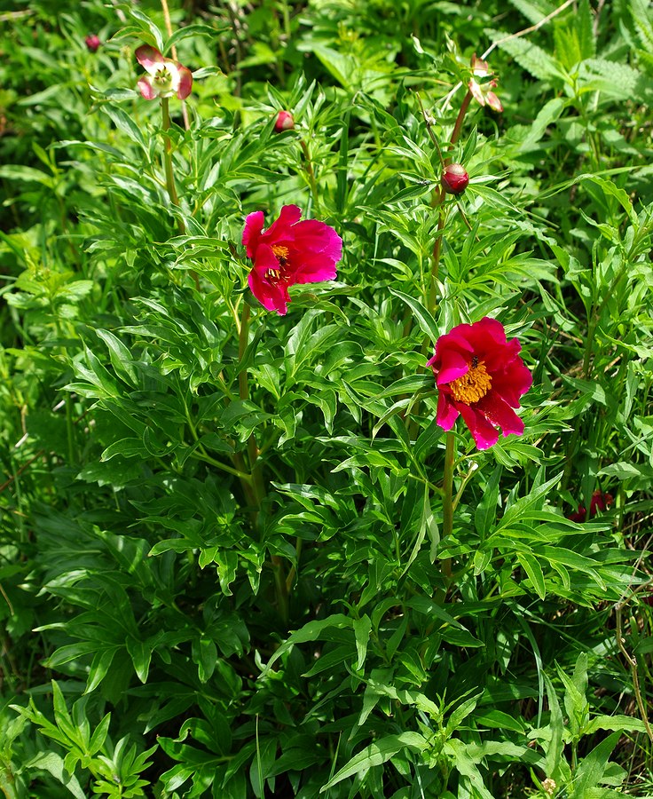 Изображение особи Paeonia intermedia.