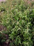 Atriplex sagittata. Цветущие и плодоносящие растения. Крым, Севастополь, окр. бухты Казачья. 1 декабря 2011 г.