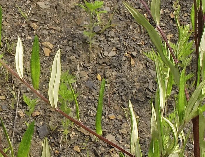 Изображение особи Salix schwerinii.