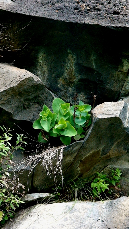 Image of Hylotelephium caucasicum specimen.