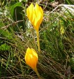 Crocus scharojanii