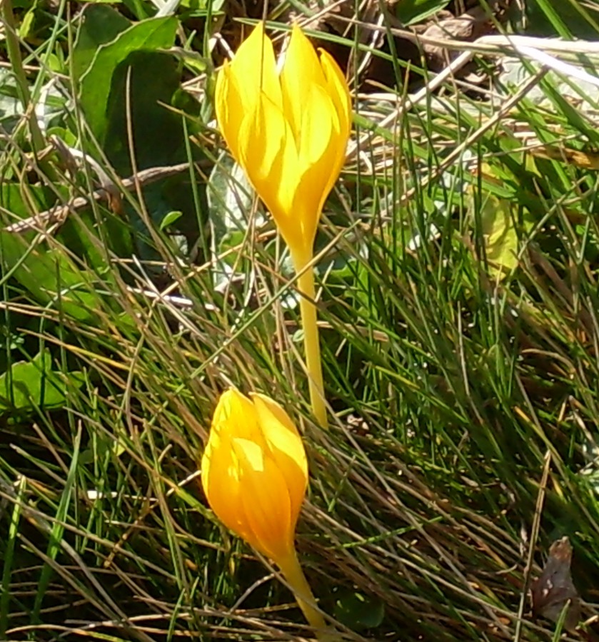 Изображение особи Crocus scharojanii.