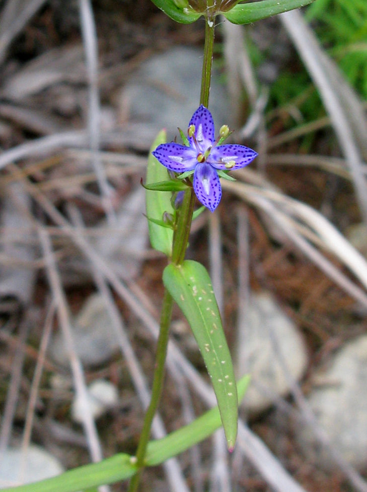 Image of Ophelia tetrapetala specimen.