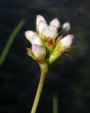 Image of taxon representative. Author is Николай Степанов