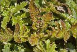 Crambe koktebelica