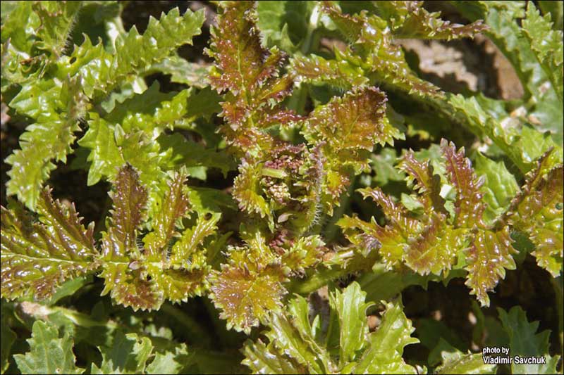 Изображение особи Crambe koktebelica.