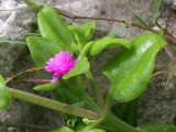 Aptenia cordifolia