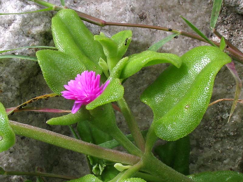 Image of Aptenia cordifolia specimen.