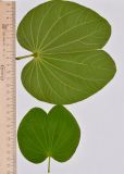 Bauhinia variegata