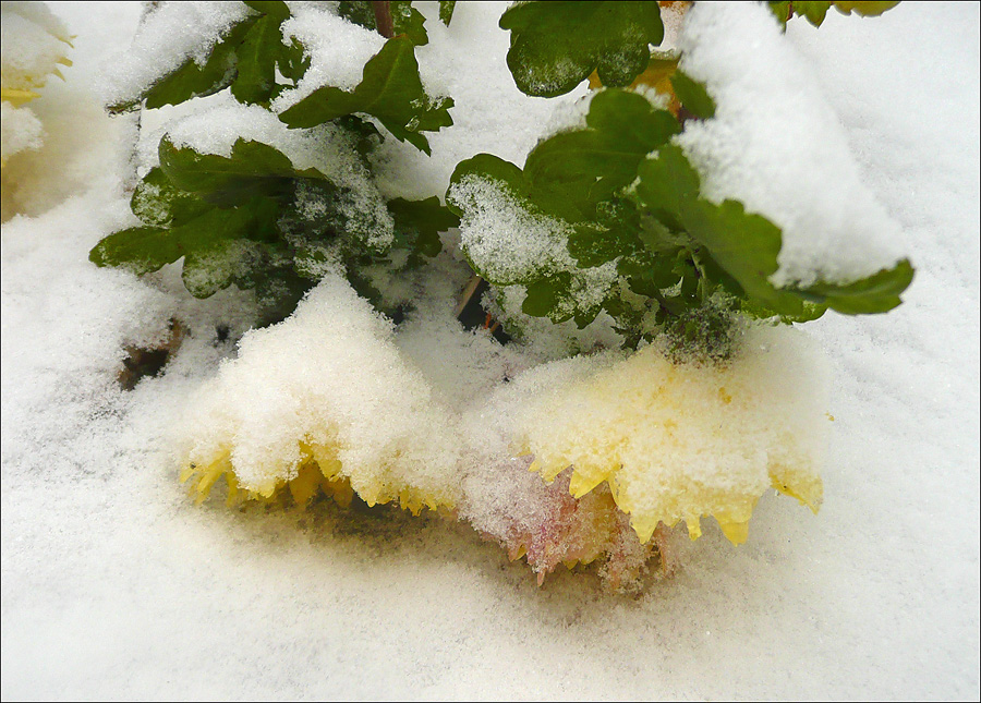 Image of Chrysanthemum indicum specimen.