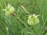 Melandrium latifolium