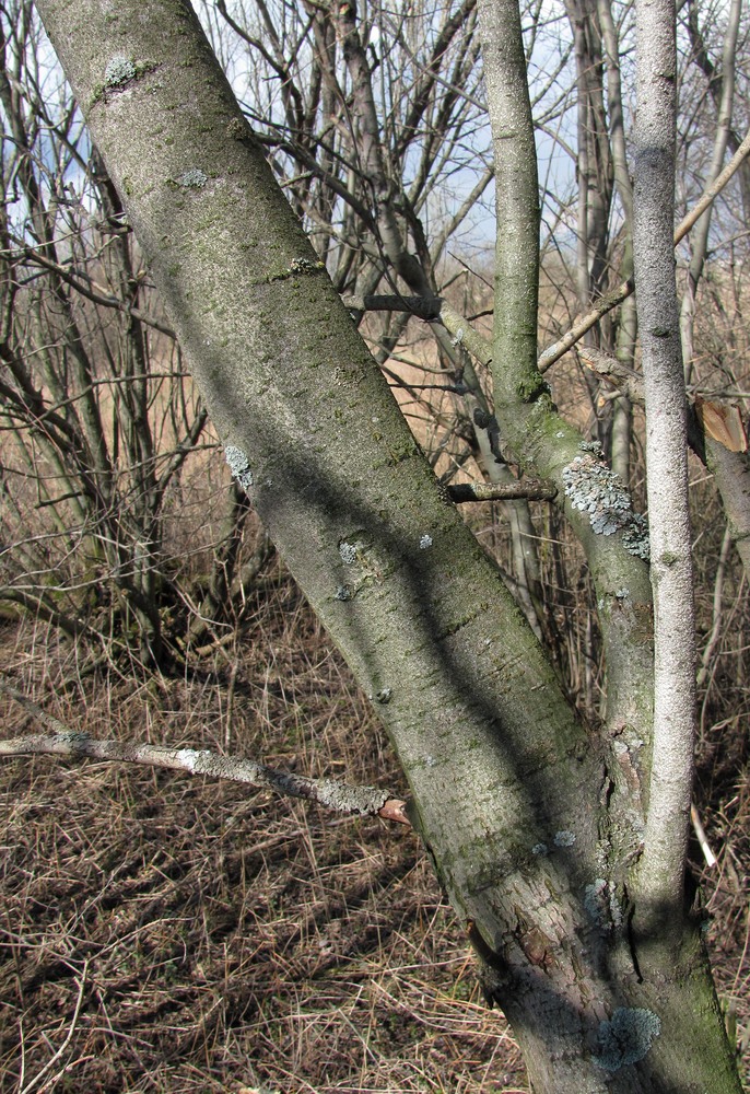 Image of Salix myrsinifolia specimen.