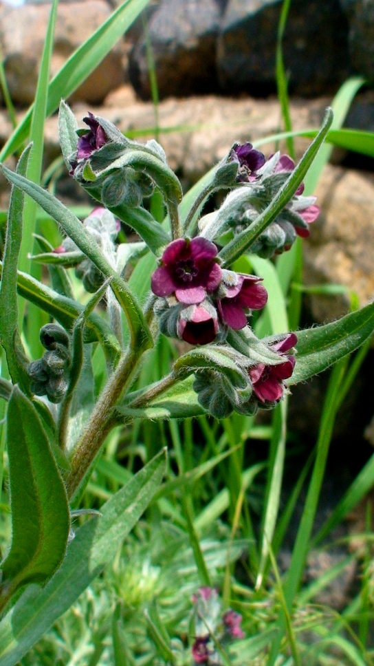 Image of Cynoglossum montanum specimen.