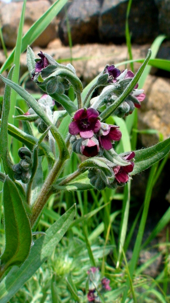 Изображение особи Cynoglossum montanum.