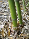 Phyllostachys viridi-glaucescens. Нижние части стволов. Южный берег Крыма, Никитский ботанический сад. 22 мая 2012 г.