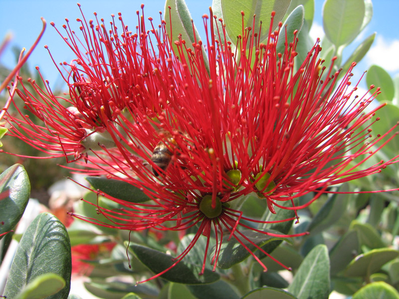 Изображение особи Metrosideros polymorpha.